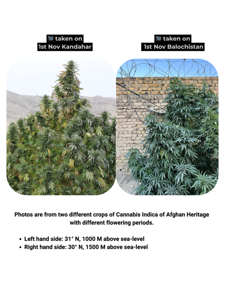 Cannabis Indica Afghan Landrace