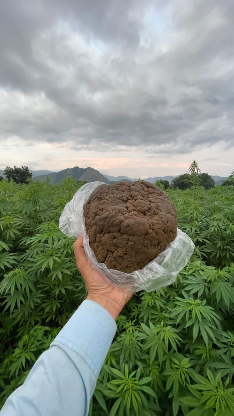 hindu kush hashish and hash plants