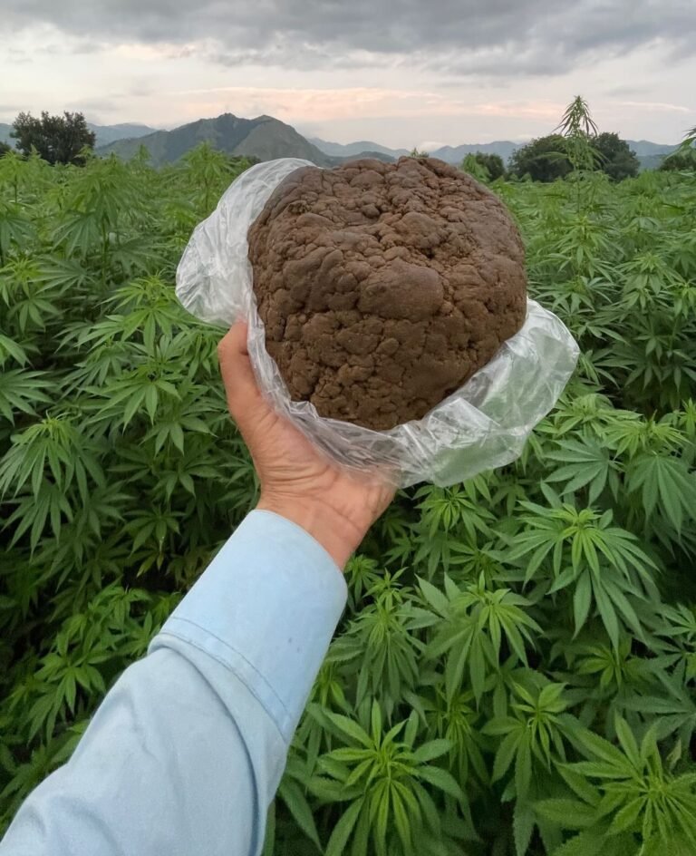 Hindu Kush Hashish