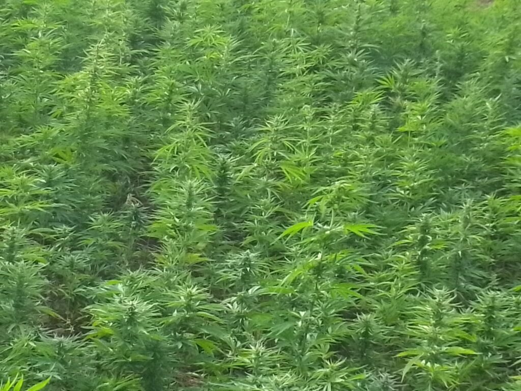 Moroccan Beldia Cannabis Landrace