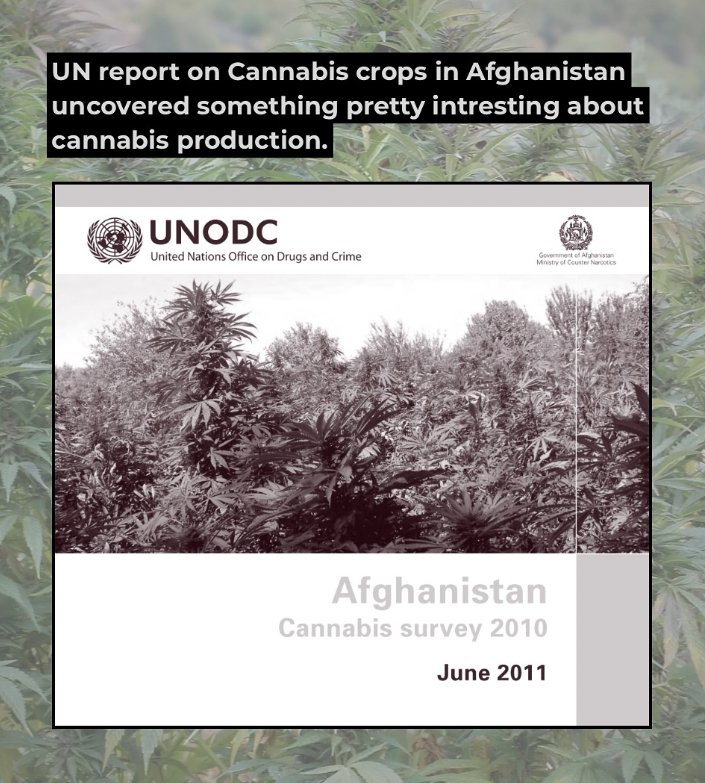 UNDOC Afghanistan Cannabis survey
