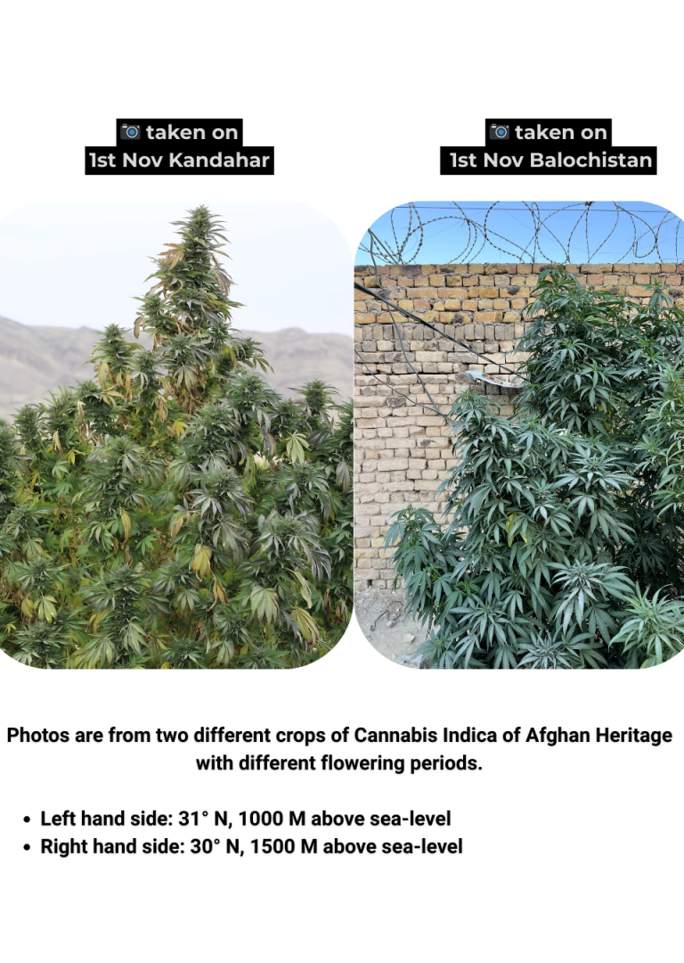 Cannabis Indica Afghan Landrace