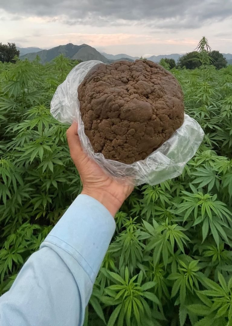 Hindu Kush Hashish